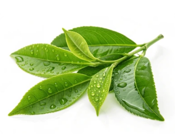 Aceite de Árbol de Té