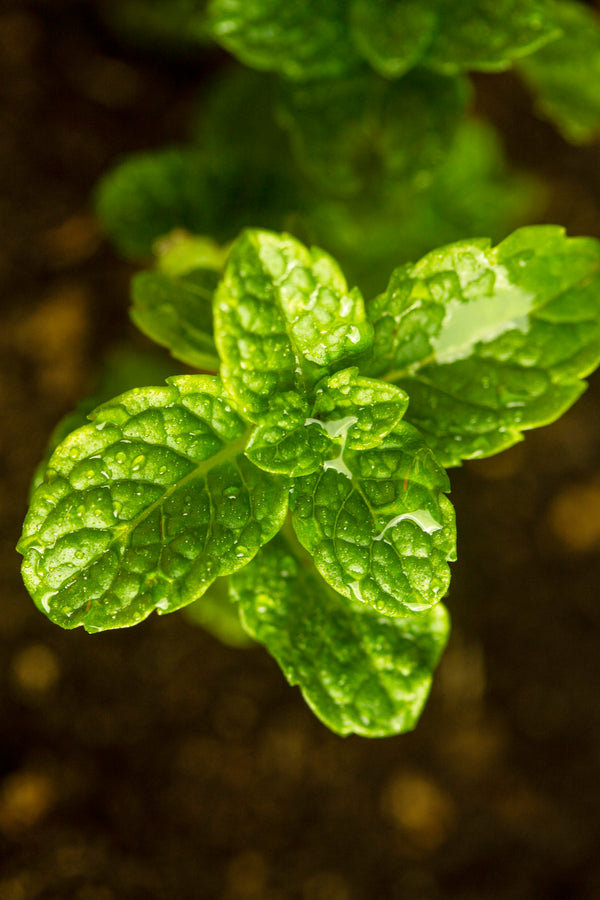 Aceite de Hoja de Menta